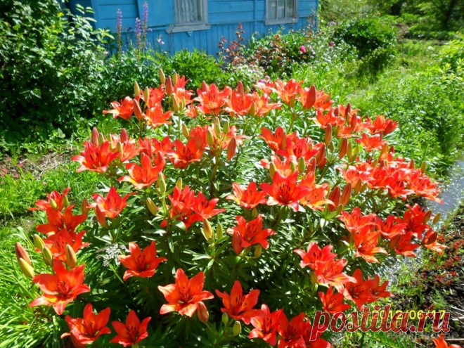 Царские кудри - альбом «Первый урожай и бабочки» - фото Селигера, Осташкова и отдыха на Селигере