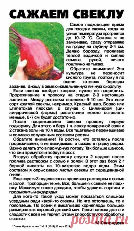 Сажаем свеклу