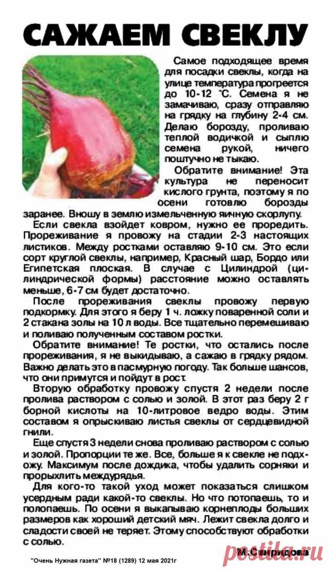 Сажаем свеклу