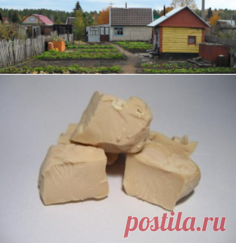 Подкормки дрожжами растений. Опыт огородников.
