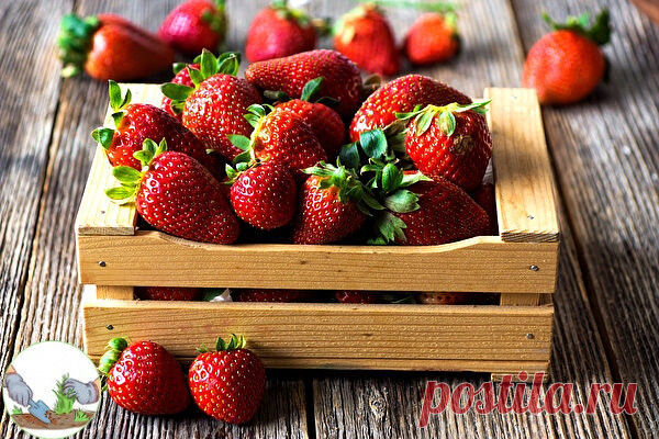 Подкормка для клубнички 
#огород
