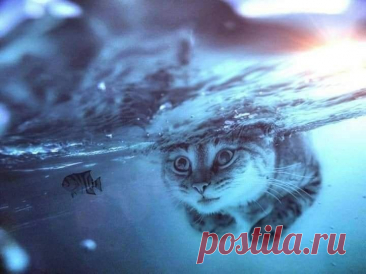 Напоминает обложку альбома Нирваны Nevermind? в 2025 г | Товары для животных, Сумасшедшие кошки, Мемы про котов