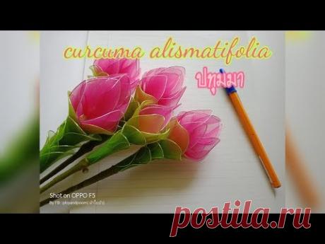 ดอกกระเจียว/ Curcuma alismatifolia How to make nylon by ployandpoom