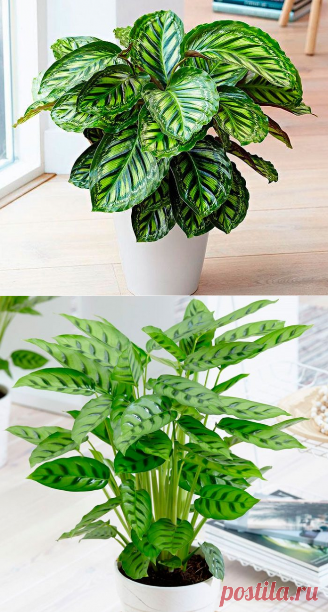 Калатея: уход в домашних условиях, пересадка и размножение, виды