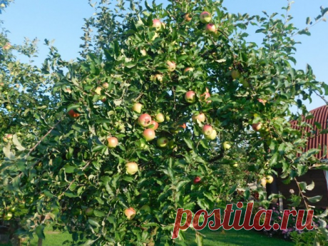 Календарь ухода за яблоней по месяцам