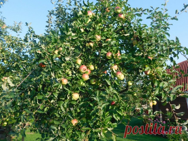 Календарь ухода за яблоней по месяцам