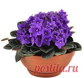 Размножение фиалок листом.