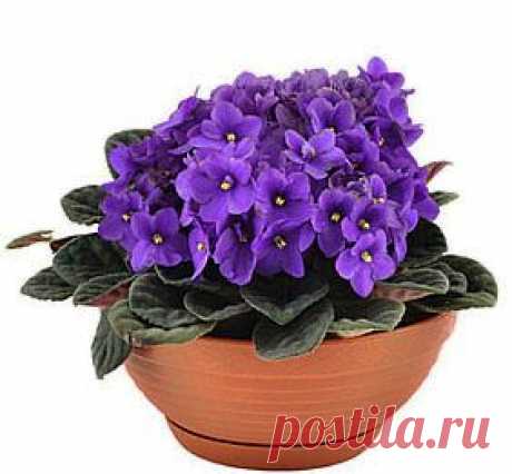 Размножение фиалок листом.