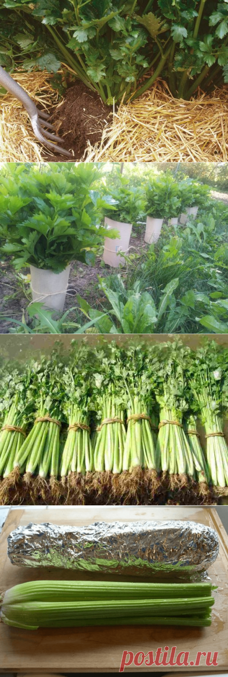 Сельдерей черешковый: выращивание и уход в открытом грунте и в домашних условиях