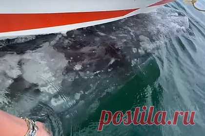 Серый кит похитил лодку с людьми и попал на видео. Серый кит у берегов Мексики поднялся из воды и покатал у себя на спине полную пассажиров лодку. Произошедшее попало на видео. Пассажирка судна рассказала, что кит два часа играл с лодкой. Он подплывал к лодке, чтобы поиграть и поласкаться. Женщина утверждает, что на прощание морское млекопитающее помахало ей плавником.