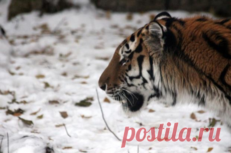 Фотография года 2020: премии удостоился снимок амурского тигра сделанный россиянином