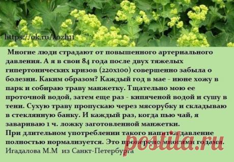 Целебный чай из манжетки