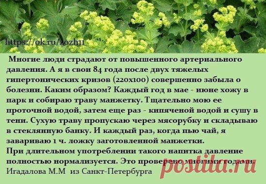 Целебный чай из манжетки