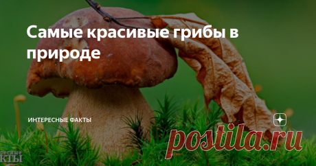 Самые красивые грибы в природе Млечник голубой (Lactarius indigo). Довольно распространенный вид грибов, растет в восточной части Северной Америки, Восточной Азии и Центральной Америке. Растет на земле как в лиственных, так и в хвойных лесах. Цвет варьируется от темно-синего у свежих грибов до бледного сине-серого у старых. Молоко, которое выделяет гриб, если его порезать или сломать, тоже голубого цвета. Шапка равна 5-15 см,