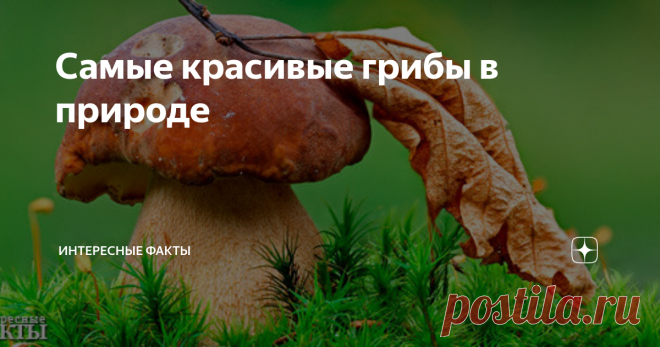 Самые красивые грибы в природе Млечник голубой (Lactarius indigo). Довольно распространенный вид грибов, растет в восточной части Северной Америки, Восточной Азии и Центральной Америке. Растет на земле как в лиственных, так и в хвойных лесах. Цвет варьируется от темно-синего у свежих грибов до бледного сине-серого у старых. Молоко, которое выделяет гриб, если его порезать или сломать, тоже голубого цвета. Шапка равна 5-15 см,