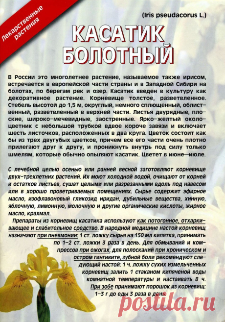 Ирис (касатик болотный)