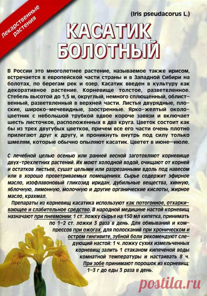Ирис (касатик болотный)