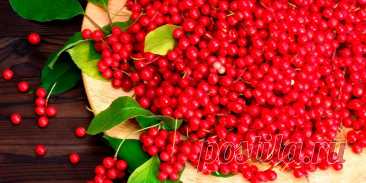 Лимонник китайский из семян дома