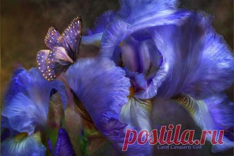 Удивительные цветы от Кэрол Каваларис (Carol Cavalaris)
