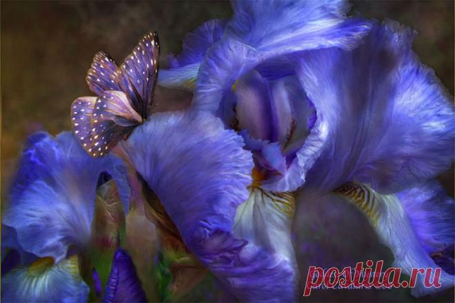 Удивительные цветы от Кэрол Каваларис (Carol Cavalaris)