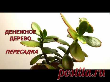 Денежное дерево Пересадка с открытого грунта