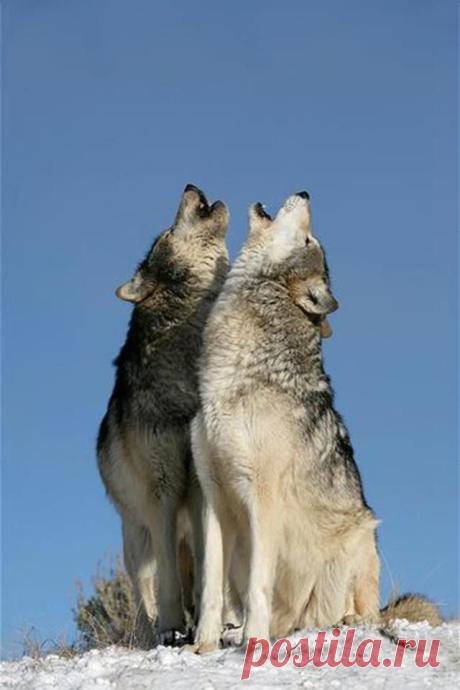 Wolf song. |  Найдено на сайте pic-pin.ru.