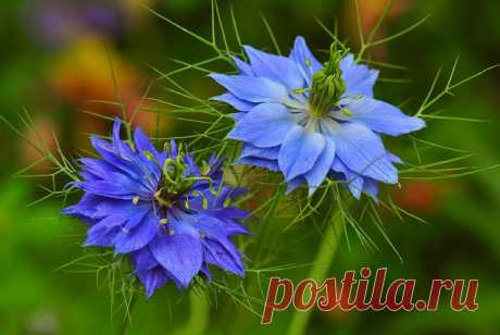 Нигелла / Чернушка (Nigella)