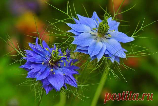 Нигелла / Чернушка (Nigella)
