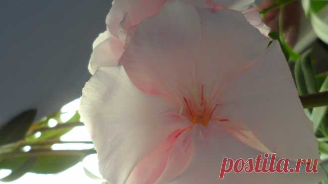 🌺🌺🌺Наша нежность🌸🌸🌸