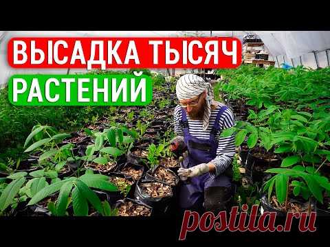 Малина 600 кустов, 200 лимонов и бананов. Высадили тысячи елей. Наши инжиры, северные орехи и сады!