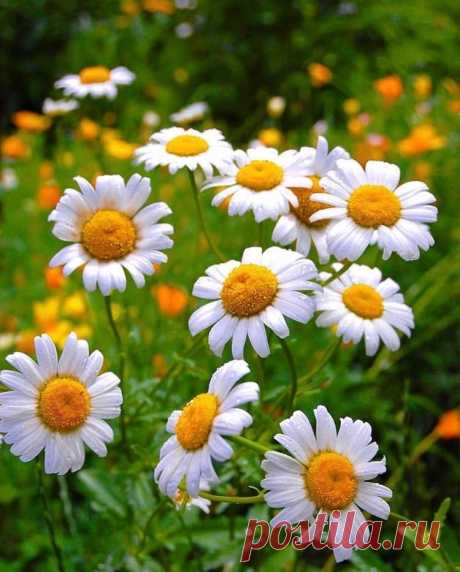 Nature's beauties.