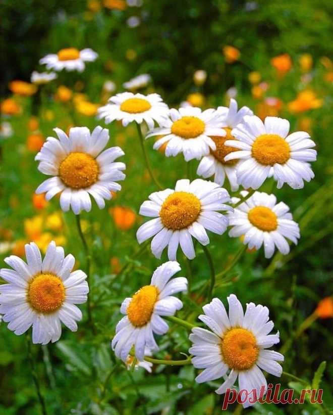 Nature's beauties.