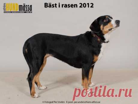 ENTLEBUCHER SENNENHUND Domare: HJORTH LEIF RAGNAR, NORGE  SIRI Ägare: PERSSON ROINE, NORA Uppfödare: NILSSON JOSEFIN, KLÅGERUP