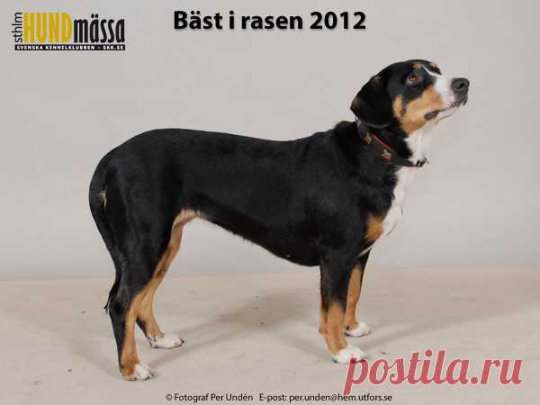 ENTLEBUCHER SENNENHUND Domare: HJORTH LEIF RAGNAR, NORGE  SIRI Ägare: PERSSON ROINE, NORA Uppfödare: NILSSON JOSEFIN, KLÅGERUP