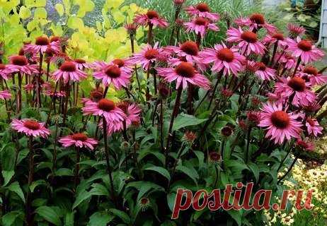 ЧИСТКА ОРГАНИЗМА: ПОДГОТОВКА К ХОЛОДНОМУ СЕЗОНУ

Эхинацею не напрасно называют «чистильщиком крови». А чистая кровь — здоровый организм. Это растение активно очищает лимфатическую систему, кровь, почки и печень. Эхинацея — доктор, который лечит не последствия болезни, а ее первопричины, и что немаловажно, не обладает побочными эффектами.

Рецепт
1 ст.л. сухой эхинацеи (лист, стебель, цвет) залить 0,5 л кипятка в термосе (на ночь) или в эмалированной посуде, хорошо утеплив....