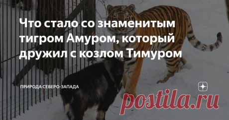 Что стало со знаменитым тигром Амуром, который дружил с козлом Тимуром В ноябре ровно шесть лет с той судьбоносной встречи козла и тигра. История прогремела на всю страну. Длилась она недолго, но запомнилась навсегда. В 2016 г козла подали тигру на обед. И вдруг обед превратился в лучшего друга. Животные подружились. Да так крепко, что почти не расставались, скучали друг без друга. Журналисты поставили в вольер видеокамеры. Весь мир наблюдал за сенсационной дружбой. Но, ув...