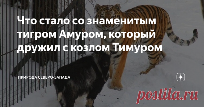 Что стало со знаменитым тигром Амуром, который дружил с козлом Тимуром В ноябре ровно шесть лет с той судьбоносной встречи козла и тигра. История прогремела на всю страну. Длилась она недолго, но запомнилась навсегда. В 2016 г козла подали тигру на обед. И вдруг обед превратился в лучшего друга. Животные подружились. Да так крепко, что почти не расставались, скучали друг без друга. Журналисты поставили в вольер видеокамеры. Весь мир наблюдал за сенсационной дружбой. Но, ув...