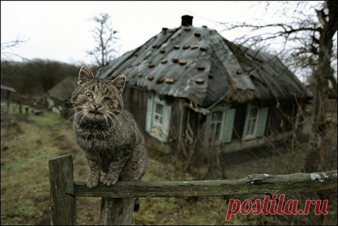 Самопляс. Ж-ж-жуткая история на ночь...