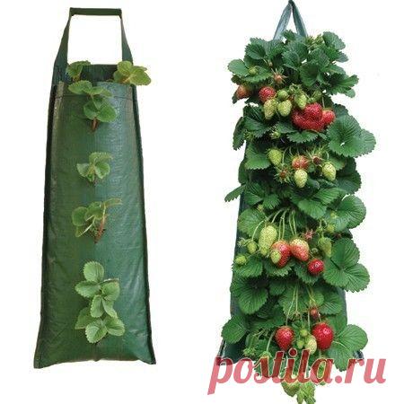 Выращивание клубники в мешках