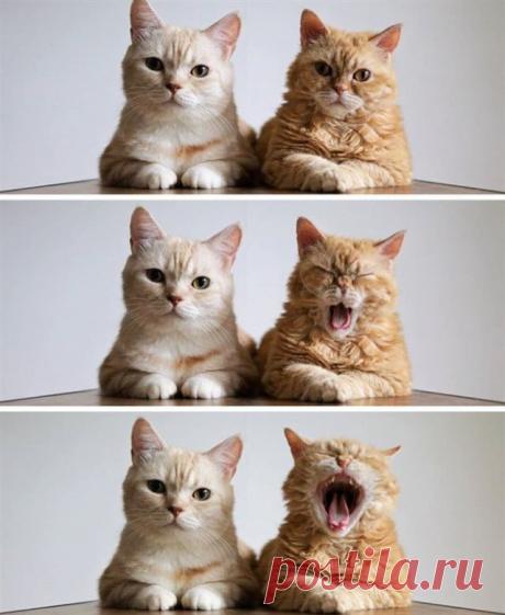 Коты, у которых была всего секунда, чтобы прославиться