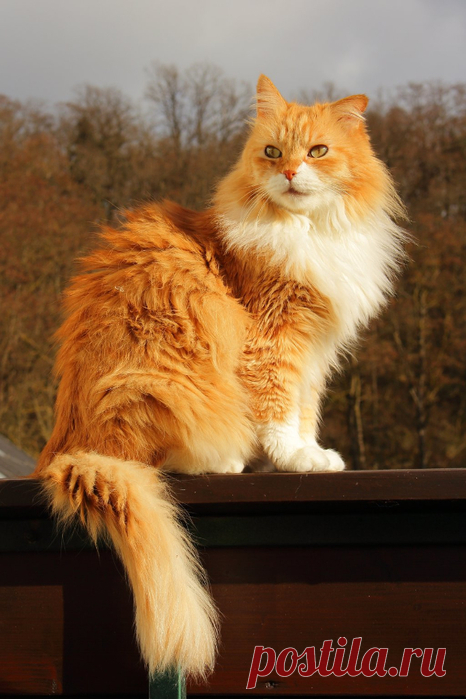 Такие милые мордашки...кошки и котята...