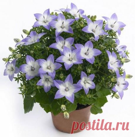 ЦВЕТЫ и многое другое