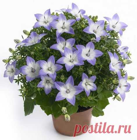 ЦВЕТЫ и многое другое