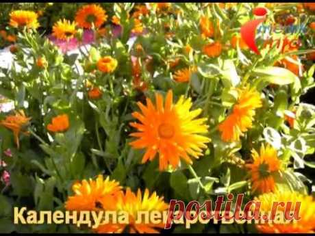 Видеогид. Лекарственные растения. Часть 1.