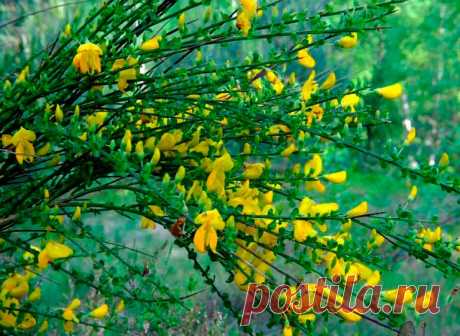 Лекарственное растение Жарновец метельчатый (Sarothamnus scoparius). Прямостоячий сильно разветвленный кустарник, Ветви зеленые, 5-гранные, прутовидные, высотой до 2,5 м. Листья мелкие, слабые, чаще тройчатые, верхние преимущественно цельные, эллиптические; многие ветви нередко вообще без листьев. Крупные цветки величиной 2-2,5 см с ярко-желтым, до золотисто-желтого венчиком, одиночные или по два; столбик закручен спиралью, очень длинный; опушенные бобы длиной 3-5 см.
