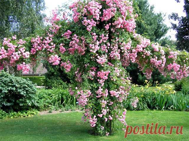 Черенкуем плетистые розы | РОЗЫ