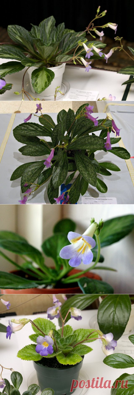 Хирита: фото, советы и рекомендации по уходу | flori-da.ru