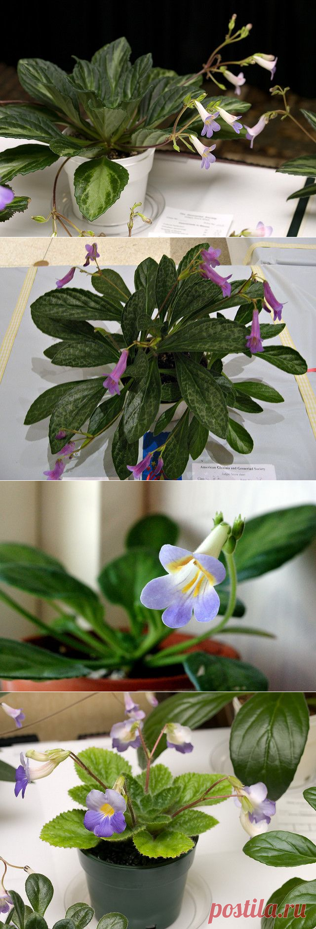 Хирита: фото, советы и рекомендации по уходу | flori-da.ru