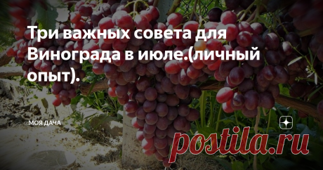Три важных совета для Винограда в июле.(личный опыт). Виноград относится к таким культурам, которые нуждаются в нашем внимании.Доброго дня уважаемые подписчики и гости канала.Сейчас очень многие огородники стали сажать виноград на своих огородах, и правильно, сейчас достаточно много разного винограда и каждый может подобрать сорт для своего климата и региона.
Но важно не только посадить его, а еще и ухаживать, подкармливать, и защищать от болезней и