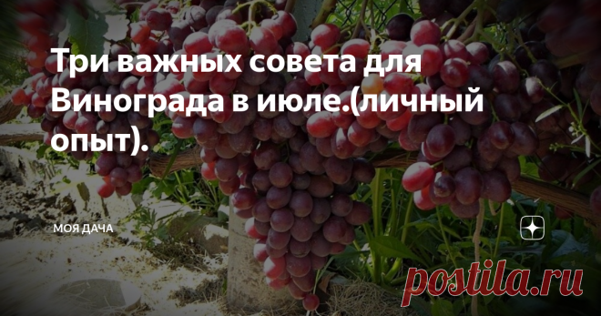 Три важных совета для Винограда в июле.(личный опыт). Виноград относится к таким культурам, которые нуждаются в нашем внимании.Доброго дня уважаемые подписчики и гости канала.Сейчас очень многие огородники стали сажать виноград на своих огородах, и правильно, сейчас достаточно много разного винограда и каждый может подобрать сорт для своего климата и региона.
Но важно не только посадить его, а еще и ухаживать, подкармливать, и защищать от болезней и